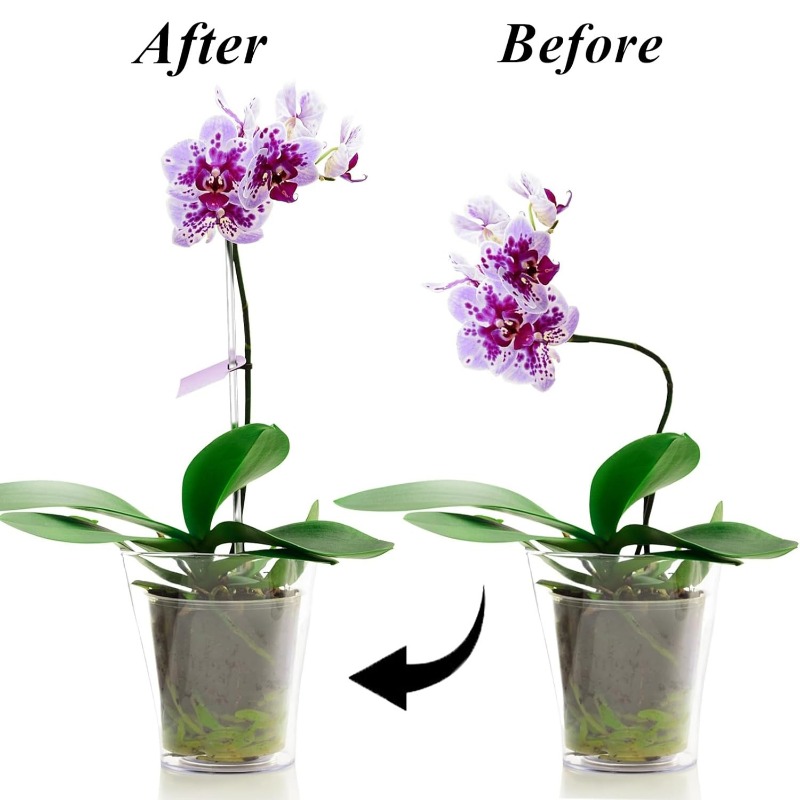 再利用可能な透明な花の支柱 アクリル製植物支柱 透明な園芸棒 - Florist Supp のレビューと価格